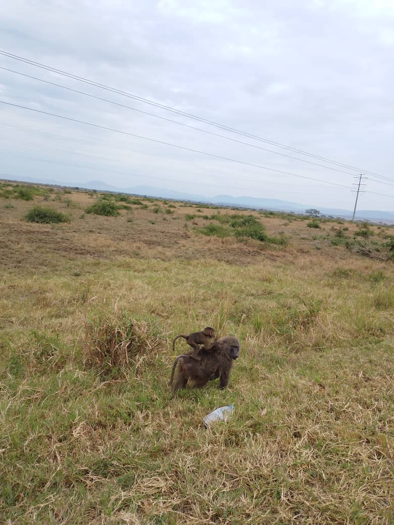 Field Moment